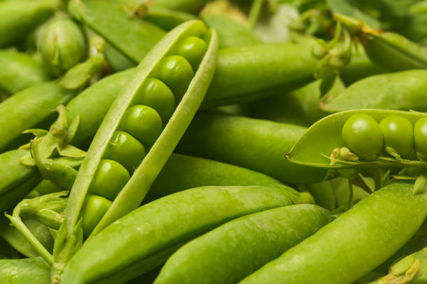istock Freshly harvested organic green peas on the table 1409503572