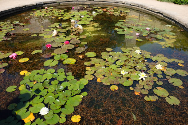istock Lotus leaves floating on a pond 1409504369