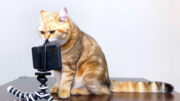 istock Ginger cat pet talking by phone, cat looking at smartphone 1409505390