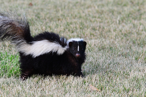 Urban Wildlife Skunk walking along grass looking for food