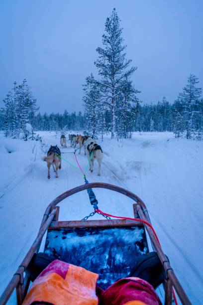 istock Husky Rides in Lapland 1409505546