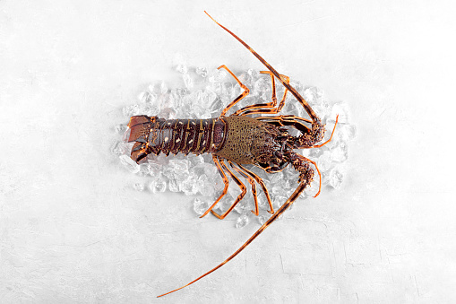 Fresh spiny lobster or sea crayfish on crash ice, preparation for cooking common Mediterranean lobster on concrete gray background, view from above, close up