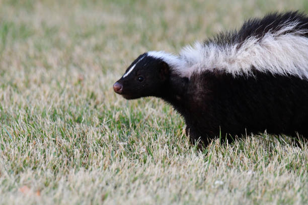 istock Urban Wildlife Skunk walking along grass 1409506359