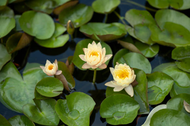 Water lilies in pond or lake
