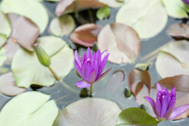 Colourful flowering or blooming water lilies or Nymphaeaceaein in a pond or lake in tropical climate on a sunny day in summer. The image was captured with a full frame (mirror-less) digital camera and a short (85mm) sharp telephoto lens at low (64) ISO prime lens. The depth of field is very shallow with focus placed over the nearest flower head.
