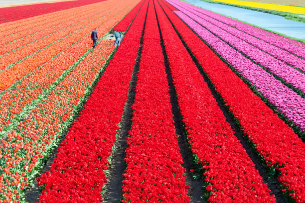 Free Stock Photo of Vibrant Field of Yellow Tulips in the Sun ...