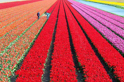 Colorful blooming tulips field, in Lisse, near Amsterdam, in the Bollenstreek region, in Netherlands. April 21, 2022