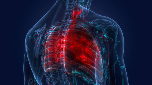 istock Human Respiratory System Lungs Anatomy 1409506462