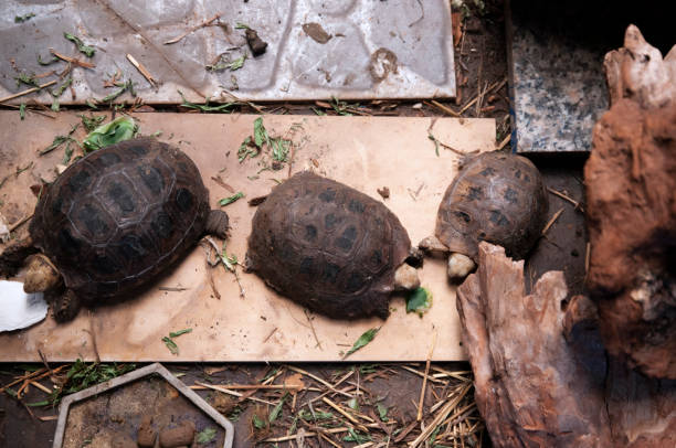 istock Elongate tortoises are eating. 1409507023