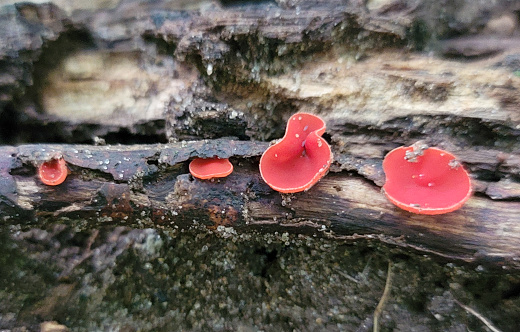 Bright red mushrooms growing on a log.