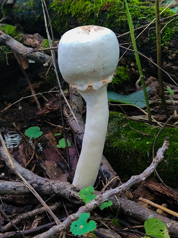 A young, white mushroom growing in the forest.
