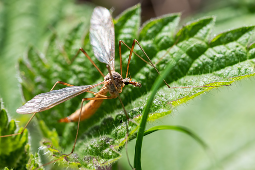 close-up of a crane fly on a nettle leaf