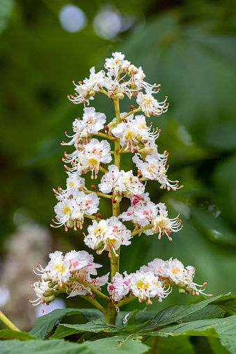 close-up of a chestnut blossom on a tree.