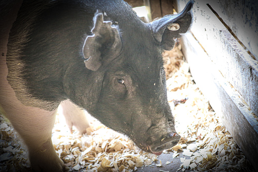 A pig looking into the camera.