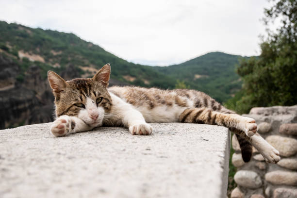 istock Street cat closeup 1409508752