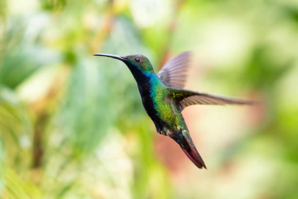 istock Shiny green and blue hummingbird flying with blurred green background 1409508977