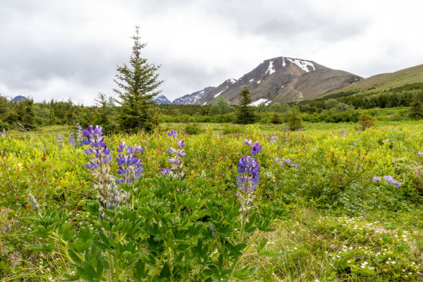istock Colorful Flowers in Alaska Meadow 1409509339