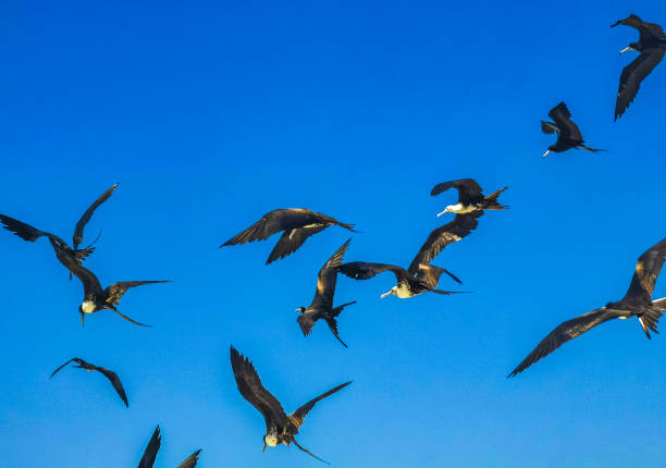 istock Fregat birds flock fly blue sky background on Holbox Mexico. 1409509438