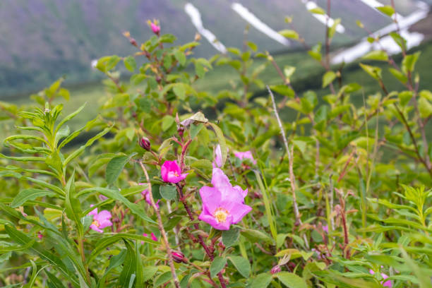Summer Wildflowers in Alaska State Park stock photo