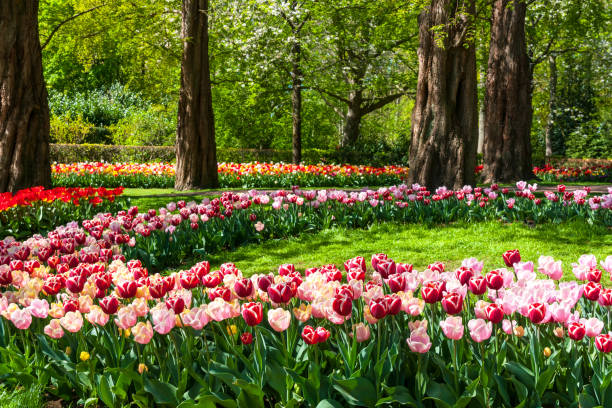 istock Dutch landscape : colorful blooming tulips 1409510898