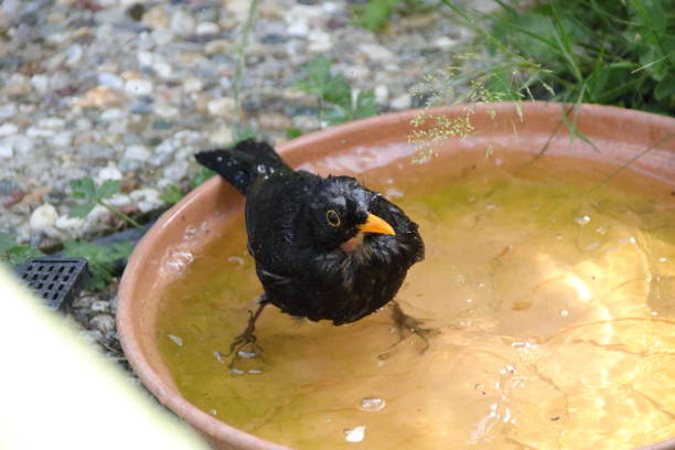 istock Blackbird bathes in a bowl of water, creating motion blur 1409511194