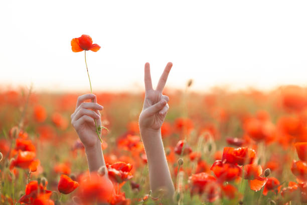 Close up of female hands with flower and victory sign sticking out from poppy field at dawn. stock photo
