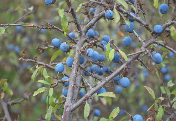 Blackthorn Prunus spinosa with ripe fruit in late summer. Rosaceae family shrub, known for the liquor made with its fruits. La Rioja, Spain. plum tree stock pictures, royalty-free photos & images