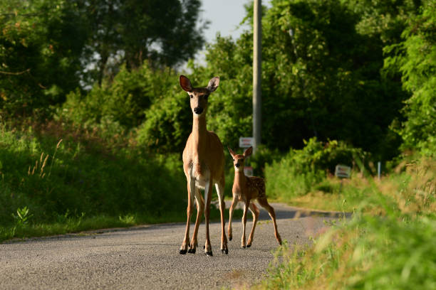 istock White Tailed Deer doe with fawn on road 1409511828
