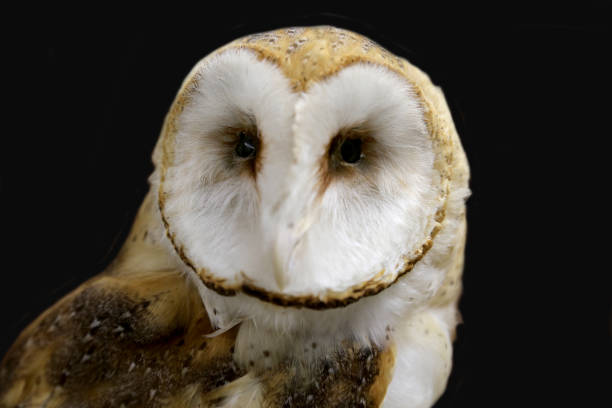 istock Barn Owl Portrait Isolated on Black 1409511831