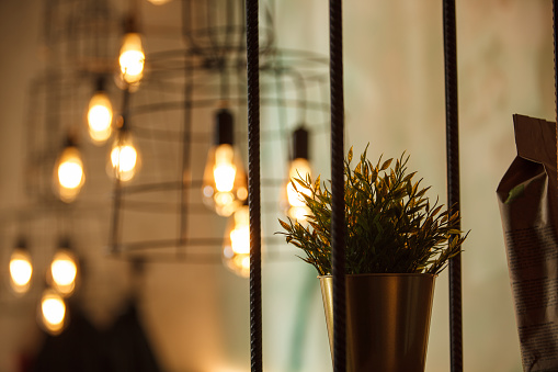 Close-up of a potted plant in a cafe with light bulbs and lamps in the background.