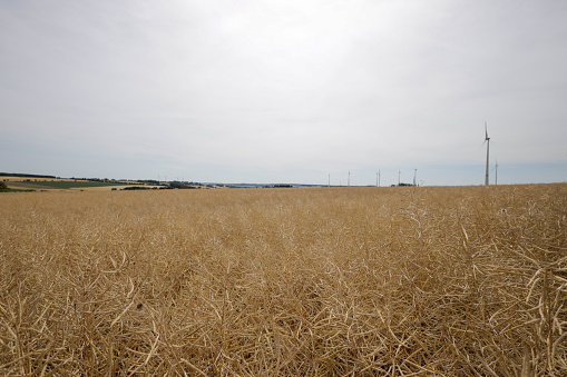 canola field in a rural landscape