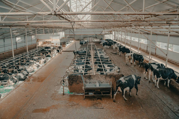 istock A modern farm with dairy cows. Goldstein breed. Breeding cows, cattle breeding 1409512441