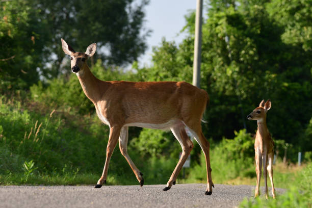 White Tailed Deer doe with fawn on road