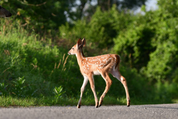 istock White Tailed Deer doe with fawn on road 1409513523