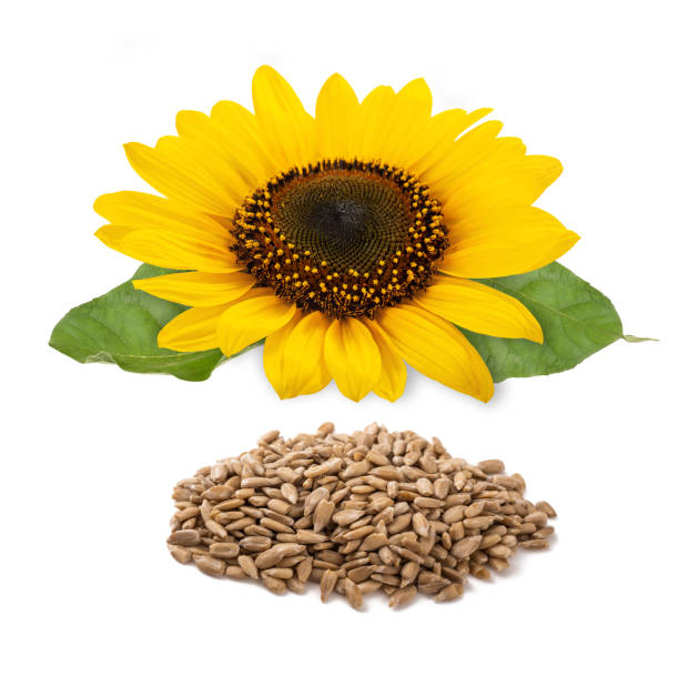 istock Sunflower flower and  seeds heap 1409513548