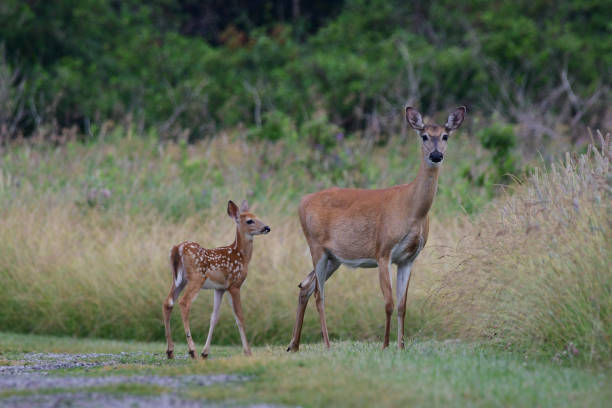 istock White Tailed Deer with baby fawn 1409514249