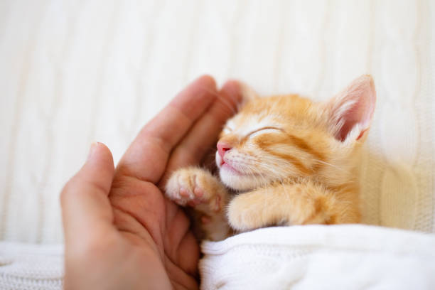 istock Kitten sleeping in man hands. Cats sleep. 1409514336