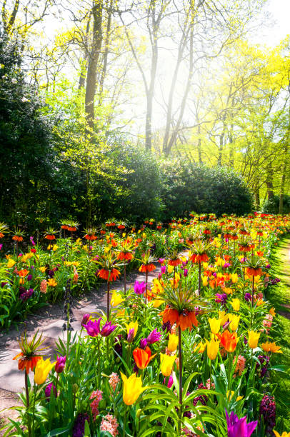 istock Dutch landscape : colorful blooming tulips 1409514453