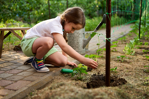 Adorable inquisitive child, Caucasian little girl learns to grow plants, planting cucumbers seedlings in open ground. Loves and care of nature since childhood. Environment conservation Day, Earth Day