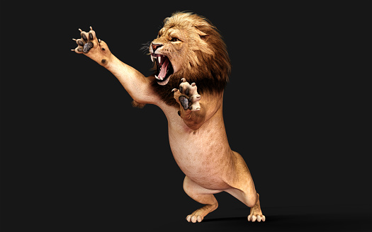 3d Illustration of Dangerous Lion Acts and Poses Isolated on Black Background with Clipping Path, Project Big Cat Wildlife.