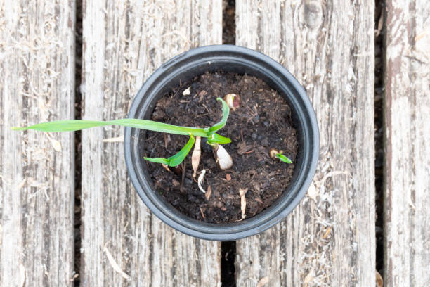 istock top view of garlic gowing in a pot 1409515509