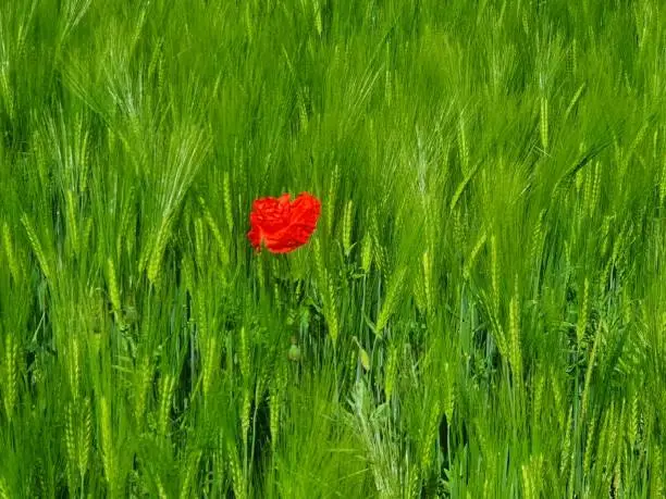Poppy in cornfield