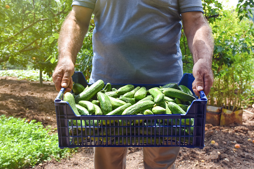 Farmer or gardener holding box with fresh organic cucumbers in the vegetable garden