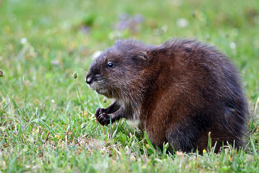 Close up cute furry muskrat on lawn eating grass one blade at a time