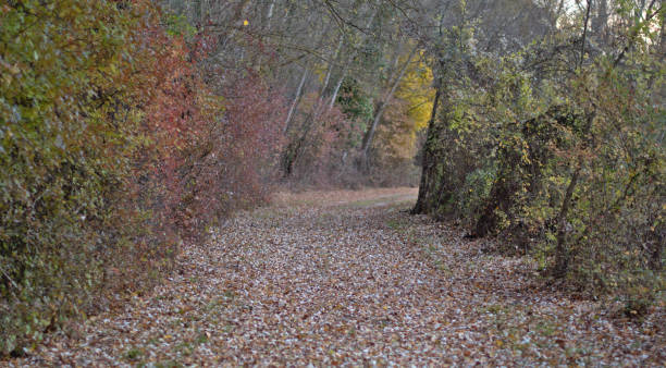 Path covered by leaves. Natural shrub hedge and trees.