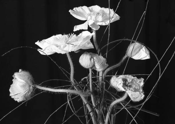 Poppy blossoms arranged in a Vase with Black background
