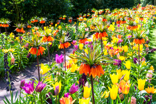 istock Dutch landscape : colorful blooming tulips 1409517656