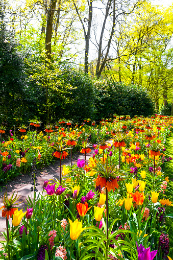 Colorful blooming tulips and other spring flowers in Lisse, near Amsterdam, in the Bollenstreek region, in the Netherlands.