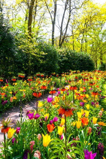 Dutch landscape : colorful blooming tulips stock photo