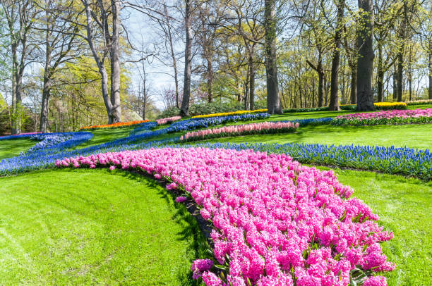 Dutch landscape : colorful blooming tulips stock photo